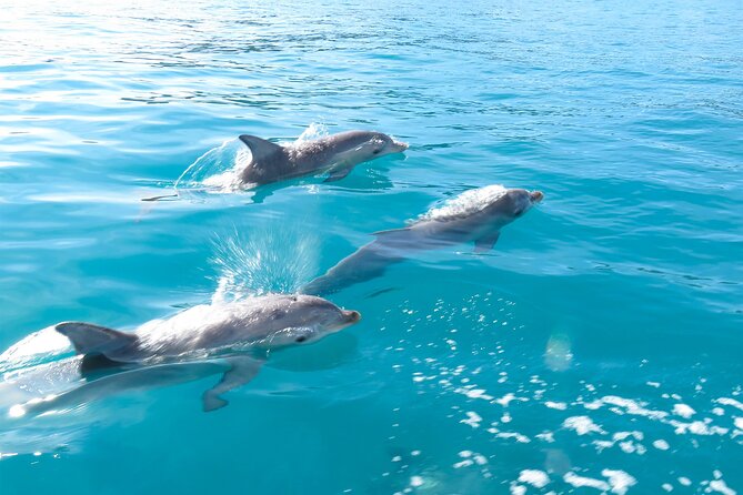 Kangaroo Island - Swim with Dolphins/Seals/Coastal Snorkel - Looking for dolphins in open water