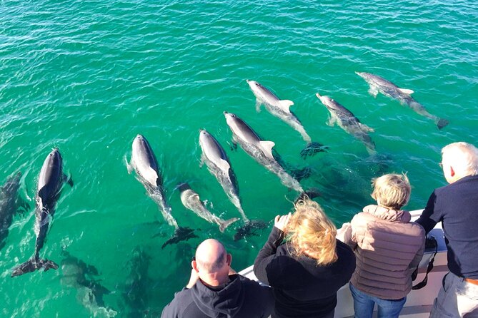 Kangaroo Island - Swim with Dolphins/Seals/Coastal Snorkel - Equipment, safety, and the physical side