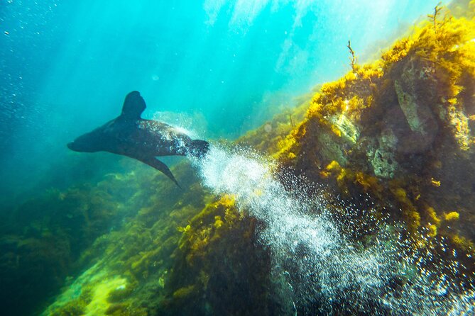 Kangaroo Island - Swim with Dolphins/Seals/Coastal Snorkel - Is $139.86 good value?