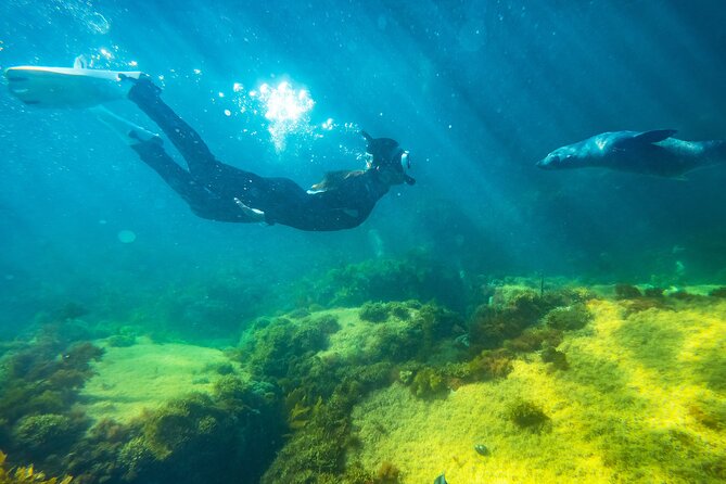 Kangaroo Island - Swim with Dolphins/Seals/Coastal Snorkel - Searching Kangaroo Island’s coast for wildlife