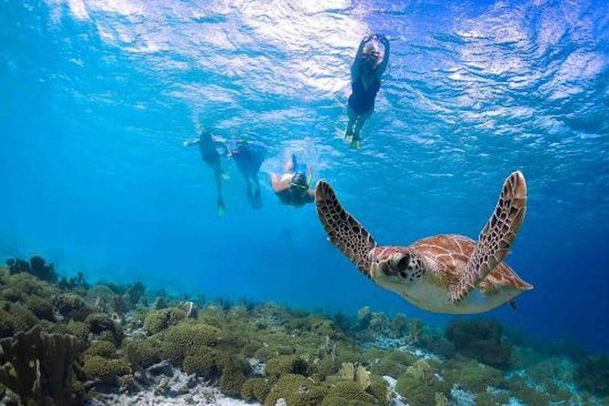 Kauai’s Ultimate Guided Shore Snorkel in South Poipu - A clear two-hour plan from beach to reef