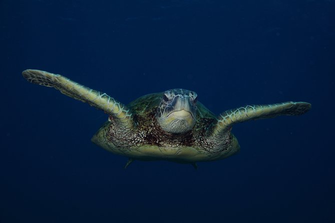 Kauai’s Ultimate Guided Shore Snorkel in South Poipu - What the small group changes