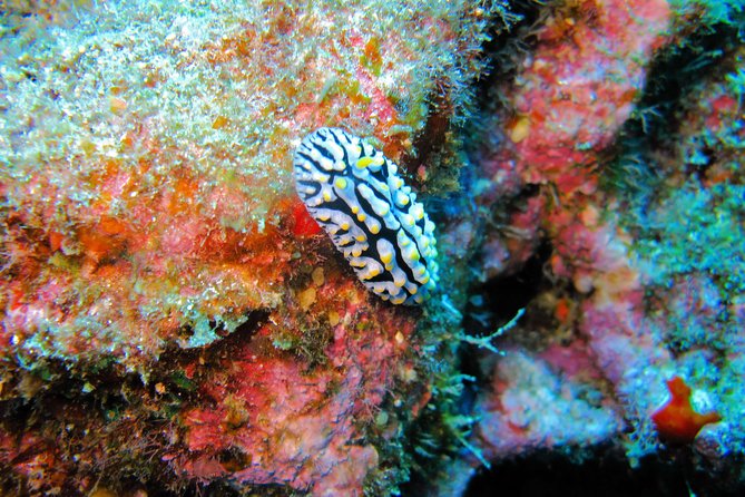 Kauai’s Ultimate Guided Shore Snorkel in South Poipu - Who will feel comfortable on this tour