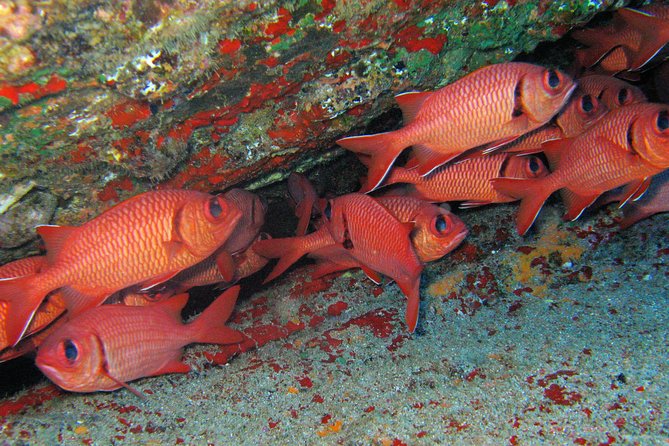 Kauai’s Ultimate Guided Shore Snorkel in South Poipu - Safety and conservation at the reef