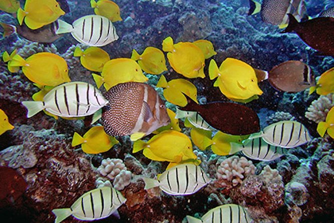 Kauai’s Ultimate Guided Shore Snorkel in South Poipu - The wildlife you might see at Poipu