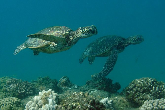 Kauai's Ultimate South Island Zodiac Boat Snorkel Adventure - Snacks and a second look underwater