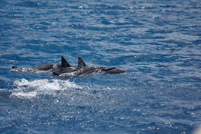 Kawaihae Luxury Snorkel Cruise & Wildlife Watch with Lunch - Key points at a glance