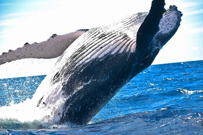 Kawaihae Luxury Snorkel Cruise & Wildlife Watch with Lunch - A small boat with a big view of Kohala
