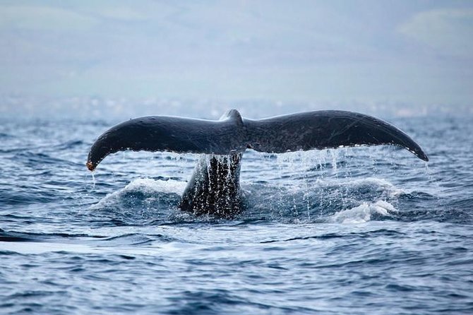 Kawaihae Luxury Snorkel Cruise & Wildlife Watch with Lunch - Wildlife watching: turtles, dolphins, and winter whales