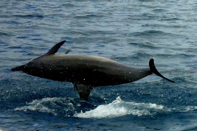 Kawaihae Luxury Snorkel Cruise & Wildlife Watch with Lunch - Lunch, snacks, and the practical value of $205
