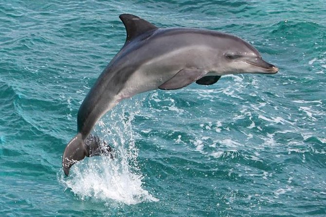 Kawaihae Luxury Snorkel Cruise & Wildlife Watch with Lunch - Who will enjoy this outing most