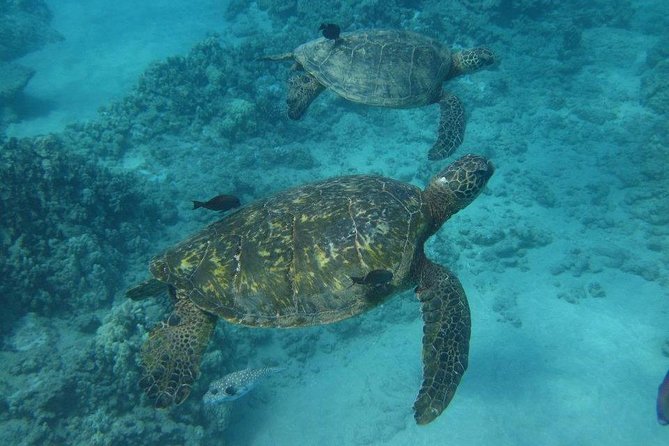 Kawaihae Luxury Snorkel Cruise & Wildlife Watch with Lunch - Weather, cancellation, and what to pack