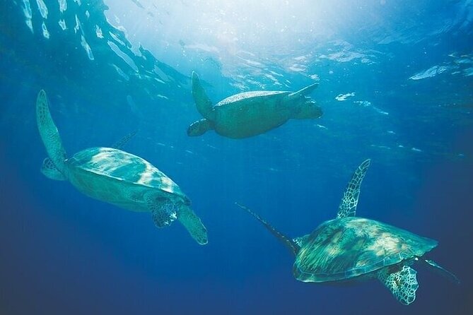 Kawaihae Luxury Snorkel Cruise & Wildlife Watch with Lunch - Leaving Kawaihae for the wildlife search