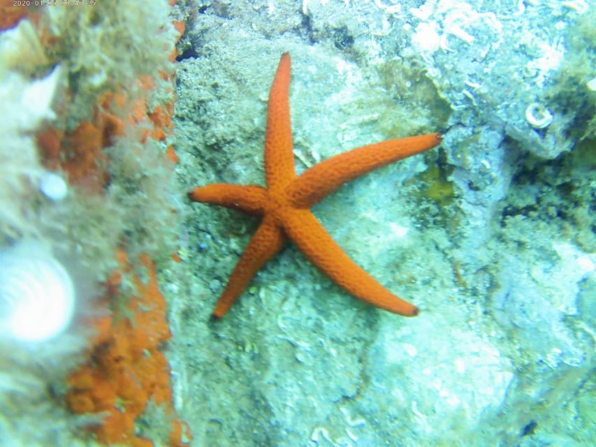 Kayak and snorkel Tour Platja d'Aro - Starting beside Port dAro