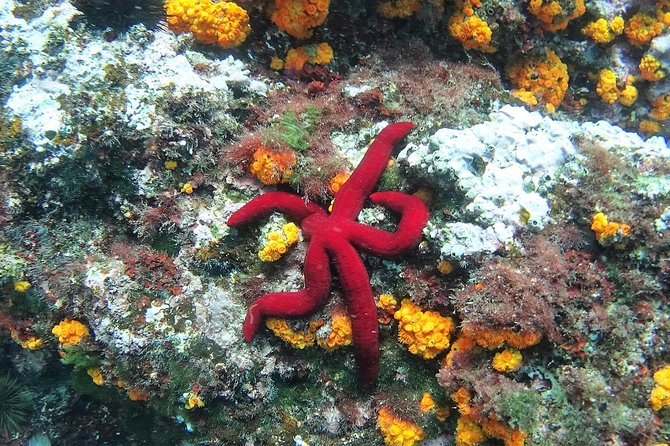 Kayak & Snorkel Tour in Cerro Gordo Natural Park, La Herradura - Who should book this coastal outing?