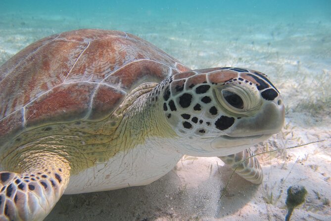 Kayak & Snorkel with Sea Turtles, National Park, St. John - Why this St. John tour works so well