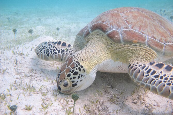 Kayak & Snorkel with Sea Turtles, National Park, St. John - Who should book this outing?