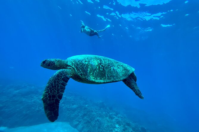 Kayak & Turtle Town Snorkel(Turtles Guaranteed) + Whale Watching - What the guides add to the morning