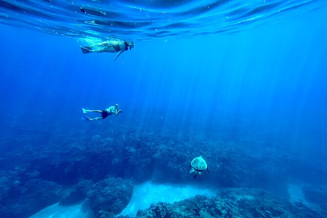 Kayak & Turtle Town Snorkel(Turtles Guaranteed) + Whale Watching - The turtle cleaning station at Olowalu