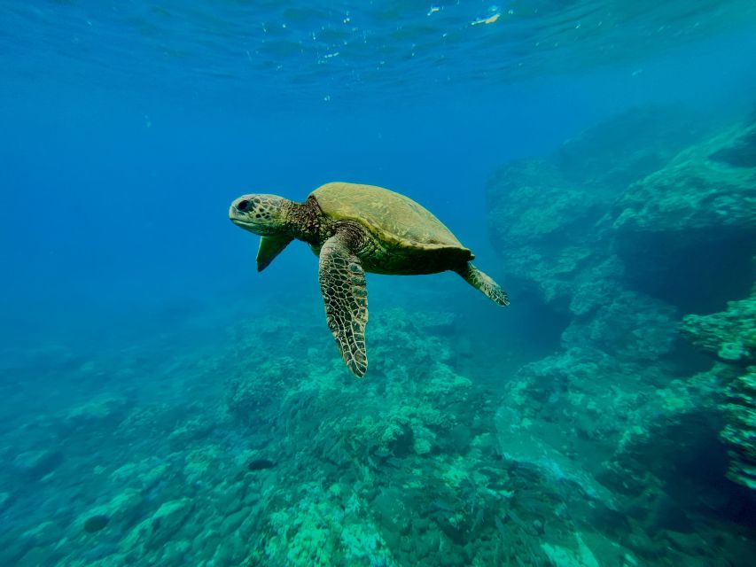 Kayak, Whale Watch And Snorkel At Turtle Town - Setting out from Olowalu’s sandy beach