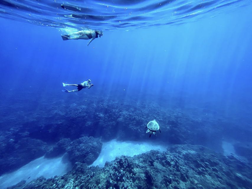 Kayak, Whale Watch And Snorkel At Turtle Town - Timing, price, and booking flexibility