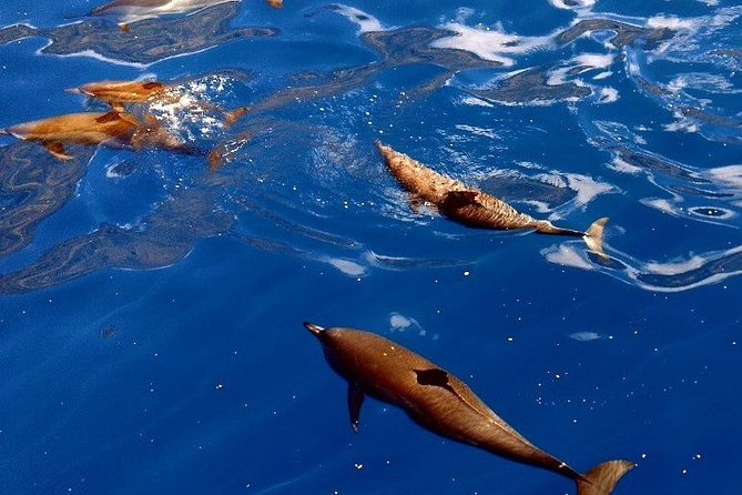 Kealakekua Bay (Captain Cook Monument) Snorkel and Sail Adventure - Who Will Enjoy This Boat Most