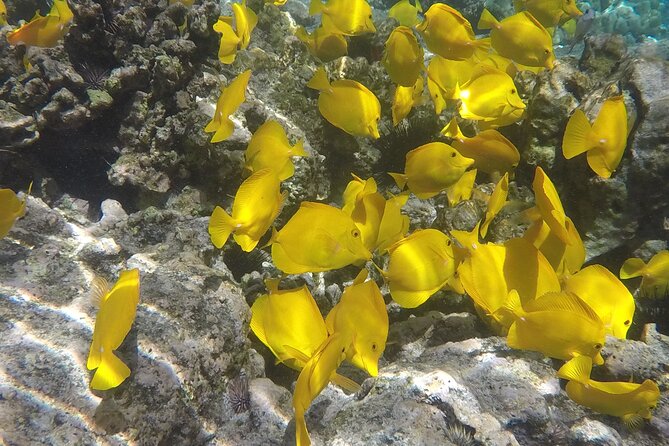 Kealakekua Bay (Captain Cook Monument) Snorkel and Sail Adventure - Booking, Weather, and Timing Tips