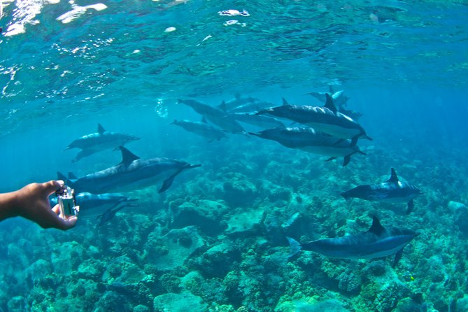 Kealakekua Bay Snorkeling Tour - 4 hour Kona Zodiac Adventure - Snacks, fruit, and what is included