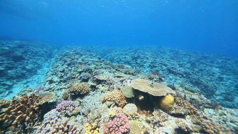 Kerama Half-Day Snorkeling Tour - What the Kerama half-day trip is really like