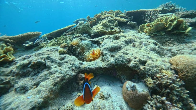 Kerama Half-Day Snorkeling Tour - Who should book this activity