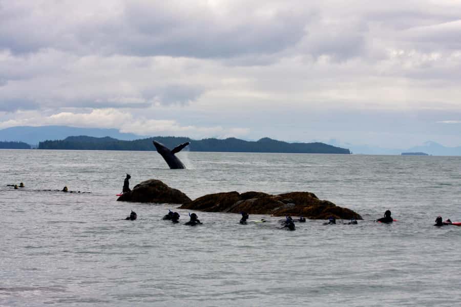 Ketchikan, Alaska: The Mountain Point Snorkeling Adventure - Key points to know before you book