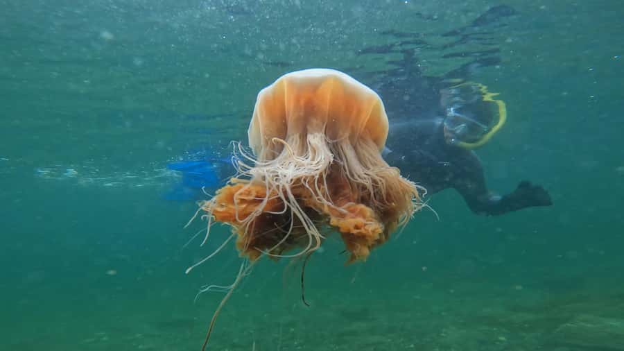 Ketchikan, Alaska: The Mountain Point Snorkeling Adventure - The gear makes cold-water snorkeling possible