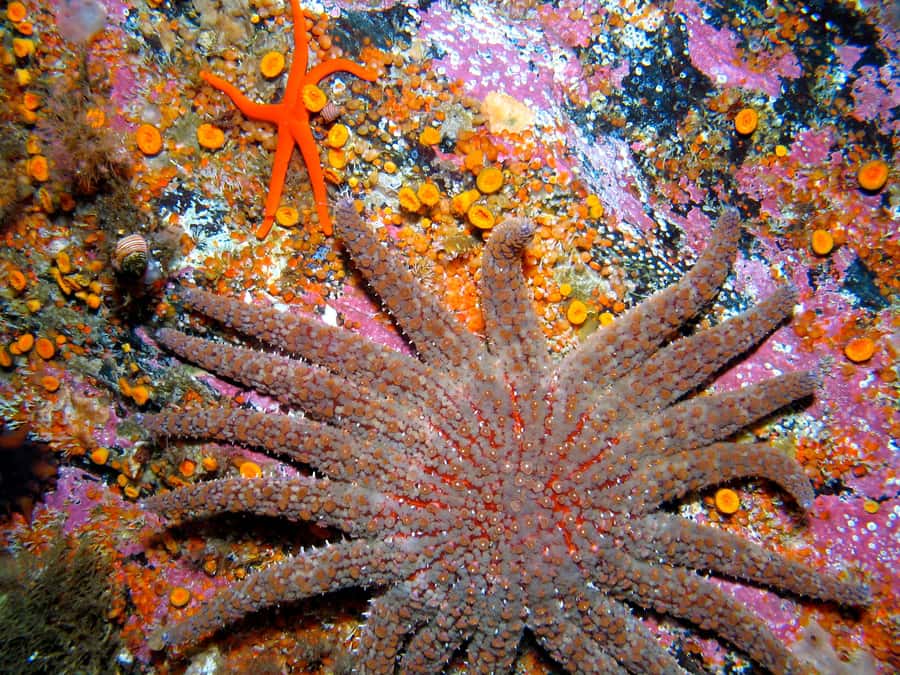 Ketchikan, Alaska: The Mountain Point Snorkeling Adventure - What you see at Mountain Point