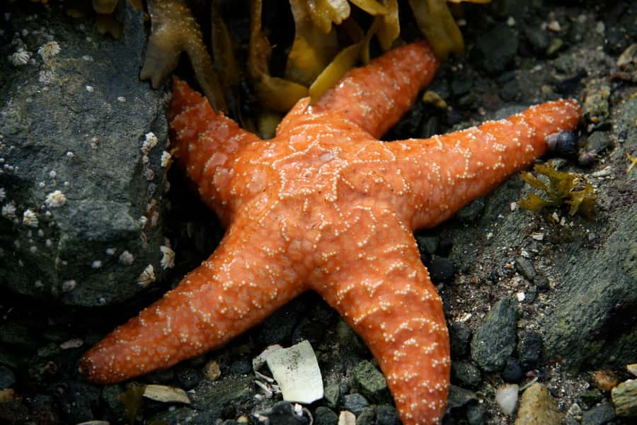 Ketchikan, Alaska: The Mountain Point Snorkeling Adventure - Should you book Mountain Point Snorkeling Adventure?