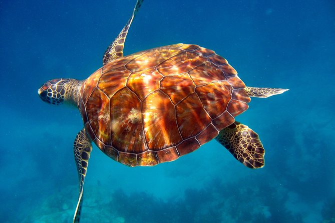 Key Largo Snorkeling Tour - rental mask, fins and vest INCLUDED - Grecian Rocks and shallower water