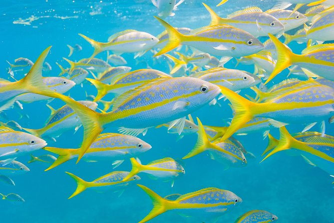 Key Largo Snorkeling Tour - rental mask, fins and vest INCLUDED - Christ of the Deep and the limits of the itinerary