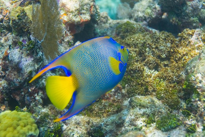 Key Largo Snorkeling Tour - rental mask, fins and vest INCLUDED - John Pennekamp Coral Reef State Park