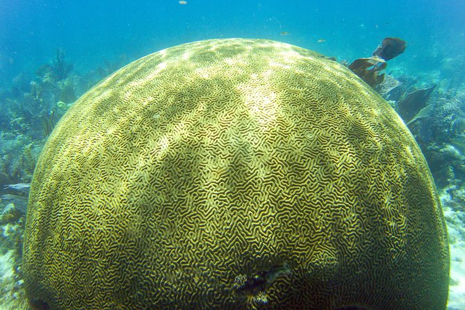 Key Largo Snorkeling Tour - rental mask, fins and vest INCLUDED - Gear, swimming ability, and comfort