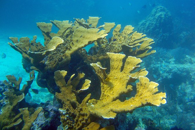 Key Largo Snorkeling Tour - rental mask, fins and vest INCLUDED - How good is the value at $67.50?