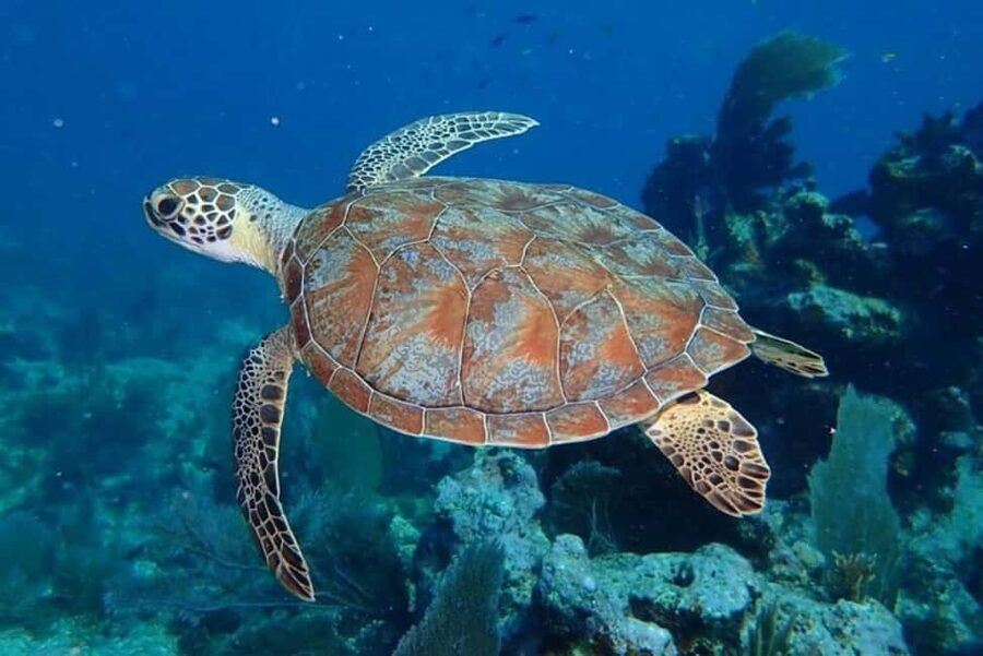 Key Largo: Snorkeling Trip - Key points at a glance