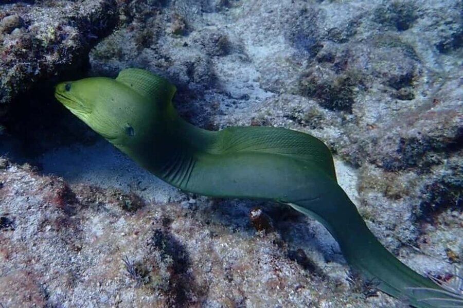 Key Largo: Snorkeling Trip - Meeting the boat near Gus’s Grille