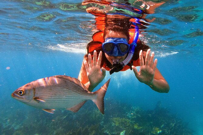 Key Largo Two Reef Snorkel Tour - All Snorkel Equipment Included! - What you might see below the surface