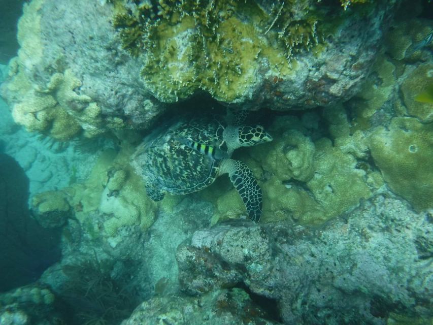 Key West: 3-Hour Afternoon Reef Snorkel with Drinks - Why this three-hour reef trip works so well