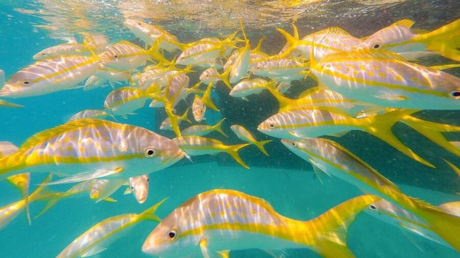 Key West: Afternoon Reef Snorkel Tour with Open Bar - Catamaran Comfort Between Water and Shore