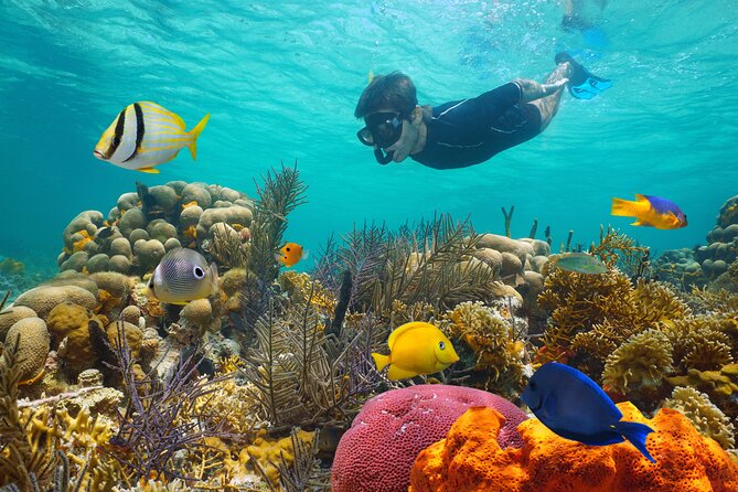 Key West Afternoon Reef Snorkeling with Open Bar - What the one-hour cruise adds
