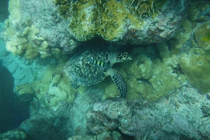 Key West Afternoon Reef Snorkeling with Open Bar - Crowd size can change the whole afternoon