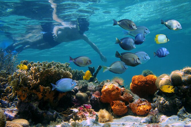 Key West Afternoon Reef Snorkeling with Open Bar - Who will enjoy this afternoon most