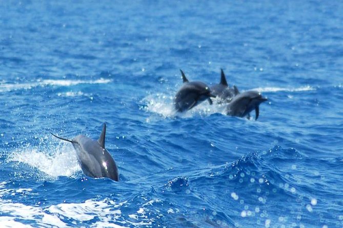 Key West Dolphin and Snorkel Experience - A sunset return to South Beach and Key West