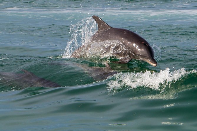 Key West Dolphin and Snorkel Experience - Why conditions can make or break the outing