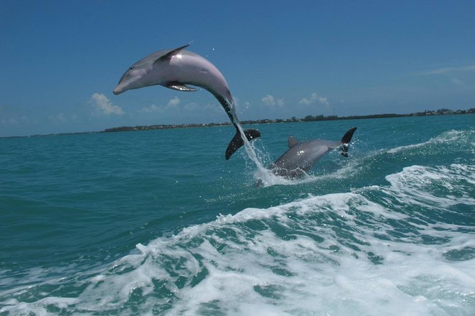 Key West Dolphin and Snorkel Experience - Practical advice for a smoother three hours